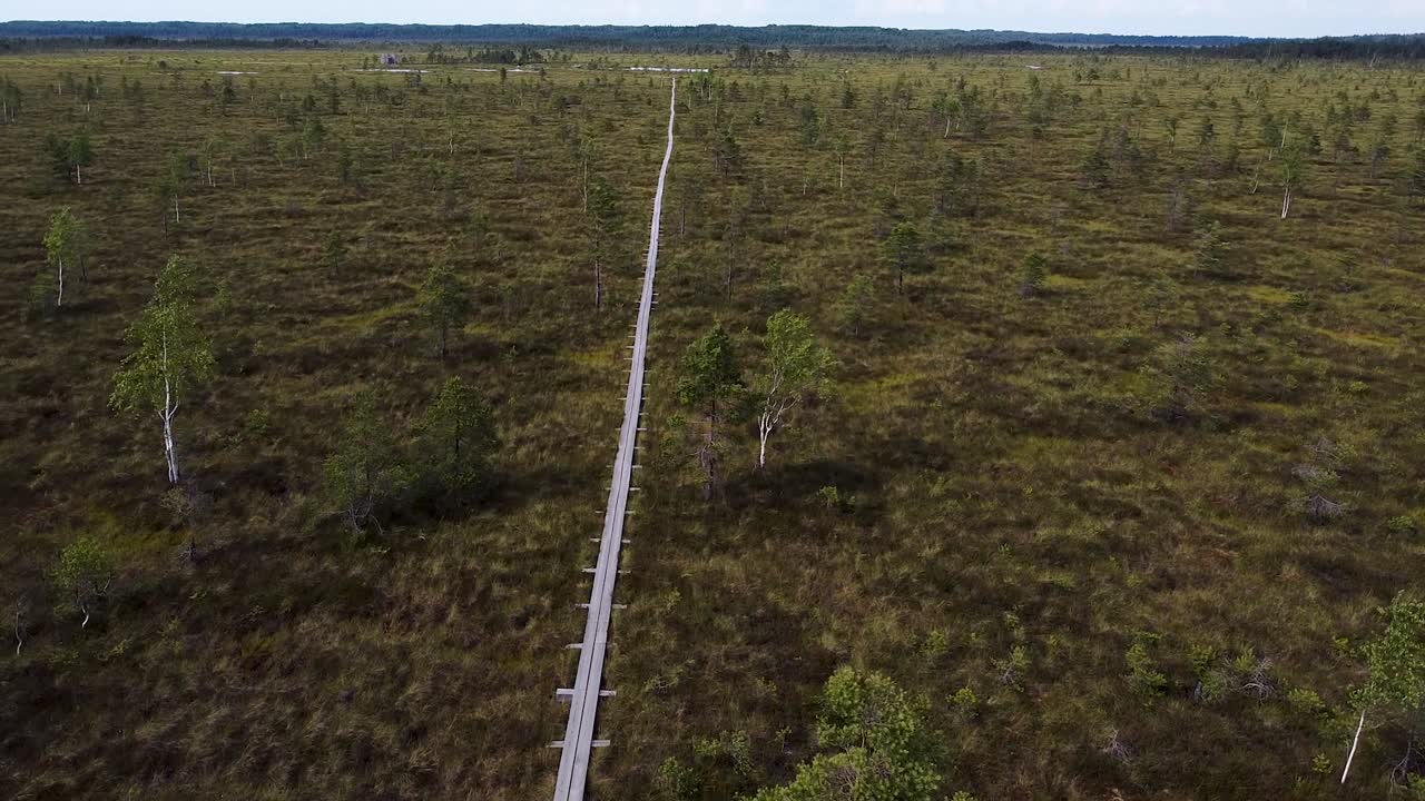 Drone aereo che segue un sentiero di legno nella torbiera di Nigula, in Estonia.