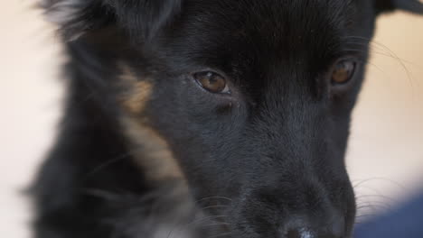 close-up shot of a black puppy's eyes looking here and there sitting in the isolated white background