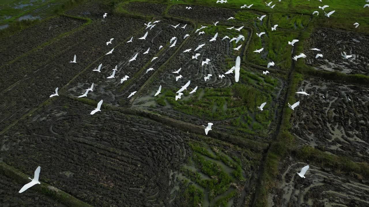 Séquence aérienne par drone suivant un vol d'oiseaux survolant des rizières boueuses et des terres agricoles verdoyantes à Muzon Naic Cavite, Philippines.