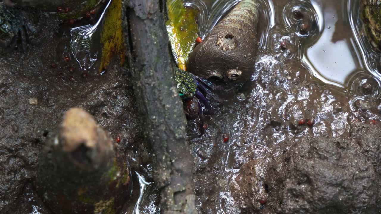 Face-banded crab walking sideways on the muddy mangrove mudflats, close up shot capturing the marine creature during low tide period