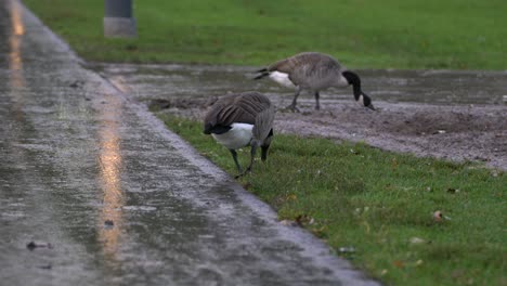 Zwei-Gänse-Gehen-Und-Suchen-In-Einem-Stadtpark-Nach-Nahrung