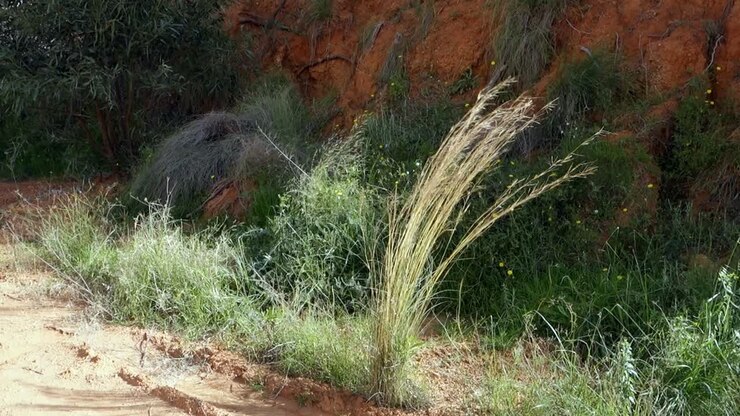Dried grass swaying in the breeze by the side of a footpath in spain