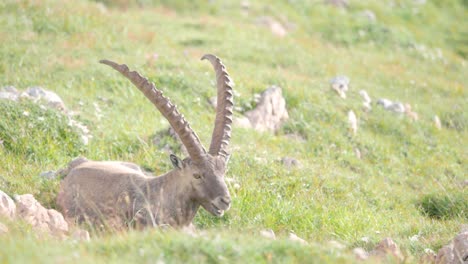 Tiro-Medio-Alpine-Ibex-Masticando-Hierba-En-Schneibstein-Austria-En-Una-Mañana-Fría-Y-Soleada