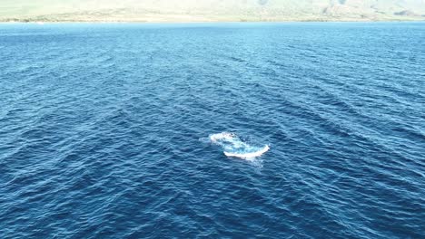 humpback whale calf full breach