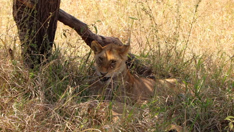 Nahaufnahme-Einer-Löwin,-Die-Sich-Im-Schatten-Neben-Einem-Baum-Im-Serengeti-Nationalpark-In-Tansania-Entspannt