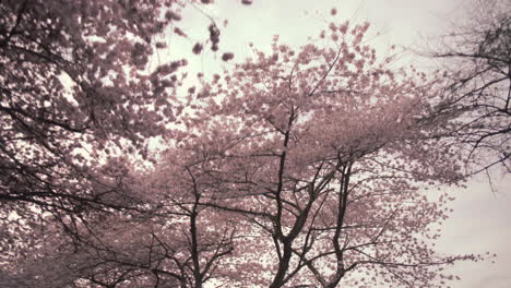 sky full of cherry blossom flowers