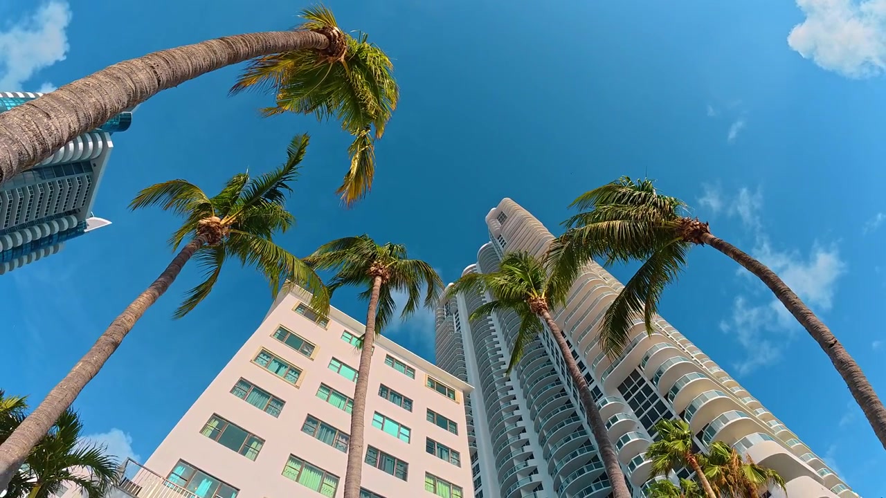 Palme tropicali che incorniciano una torre residenziale bianca a Miami. Vista dal basso che guarda in alto verso foglie verdi e moderni edifici alberghieri contro il cielo blu.