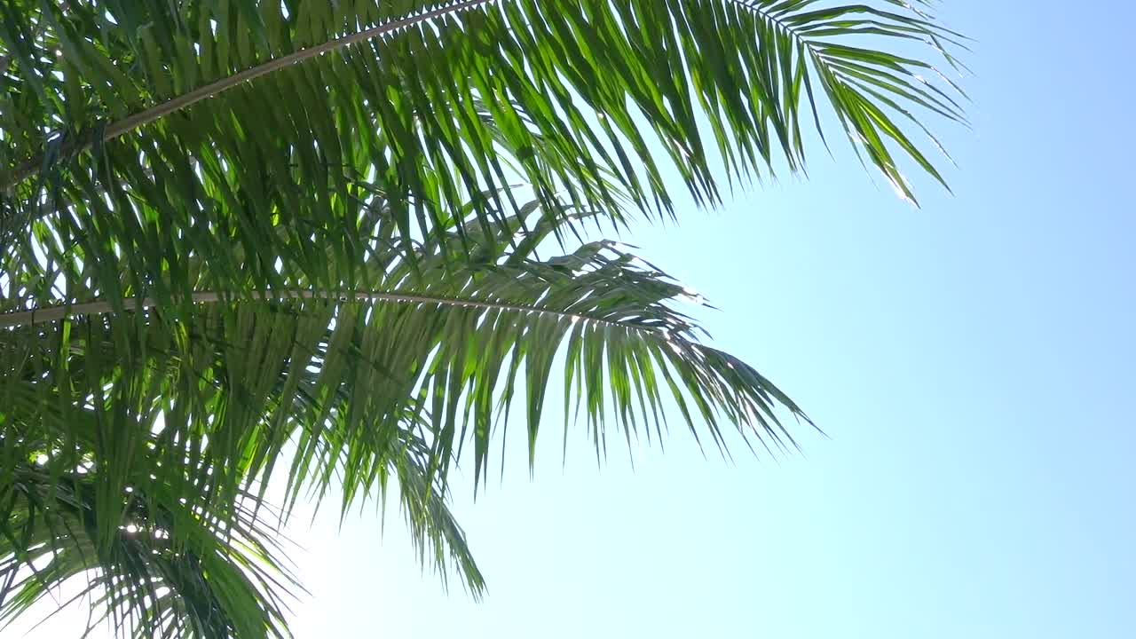 Summer palm leaf medium shot