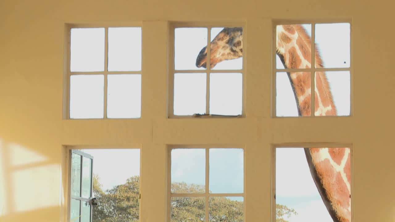 las jirafas asoman la cabeza por las ventanas de una antigua mansión en áfrica y comen de la mesa del comedor 17