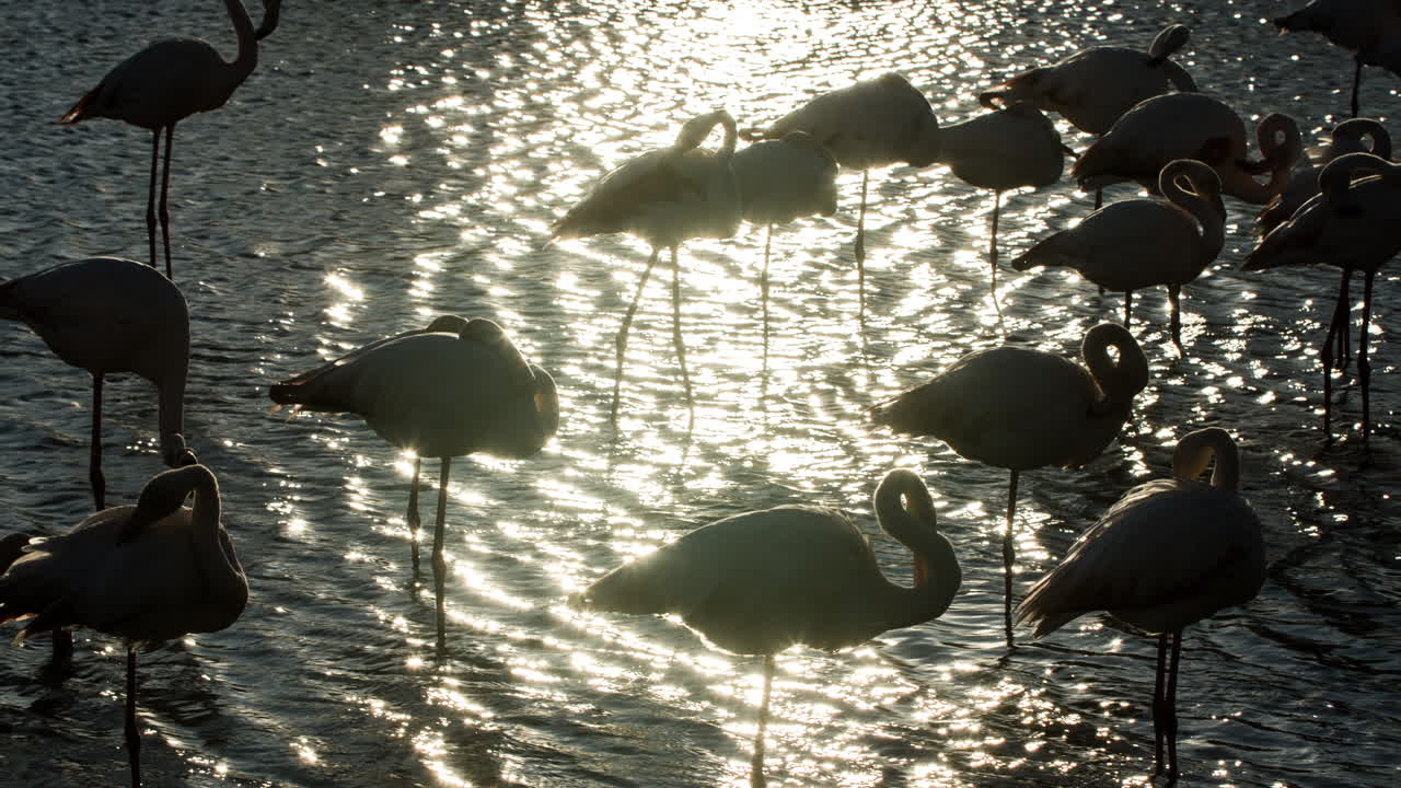 플라밍고 키네 4k 09