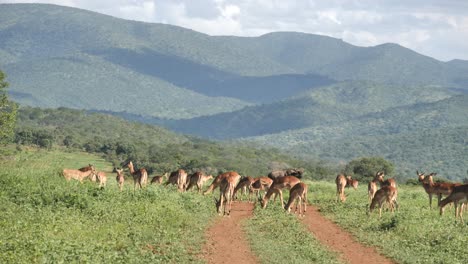 Impalas-block-dirt-road-winding-through-green-mountains-in-South-Africa