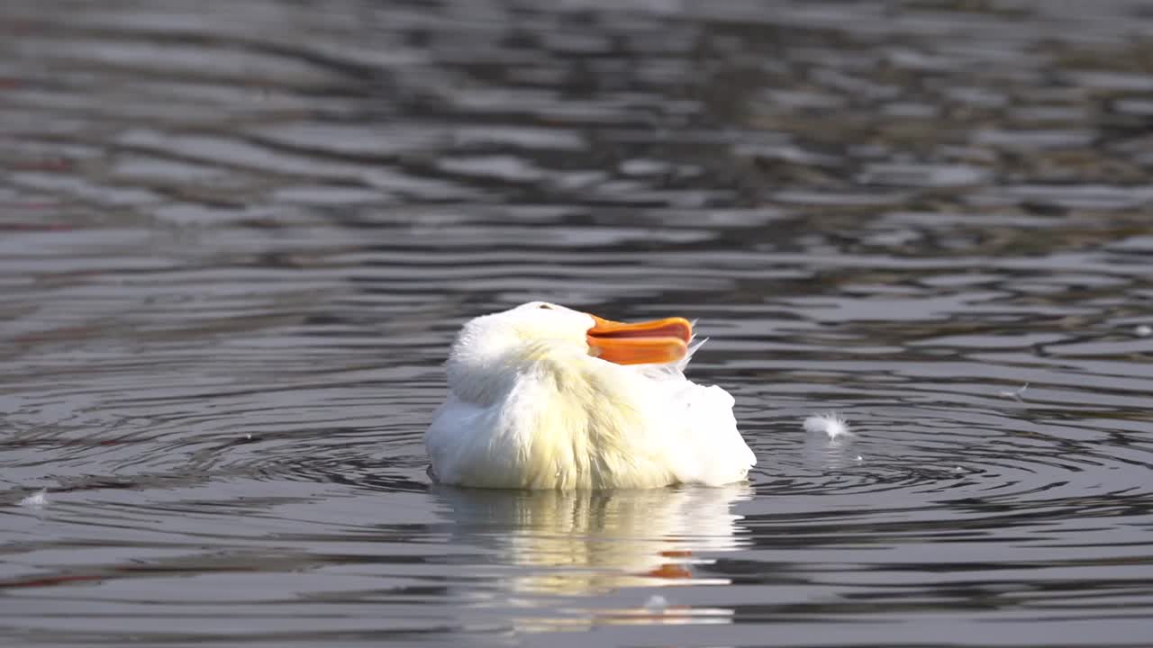Un'anatra muta bianca che si liscia le piume sul lago Taudaha in Nepal