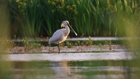 eurasian spoonbill cleaning itself in a small beautiful lake, marshland, river flowing, thriving ecosystem, close up, slow moiton