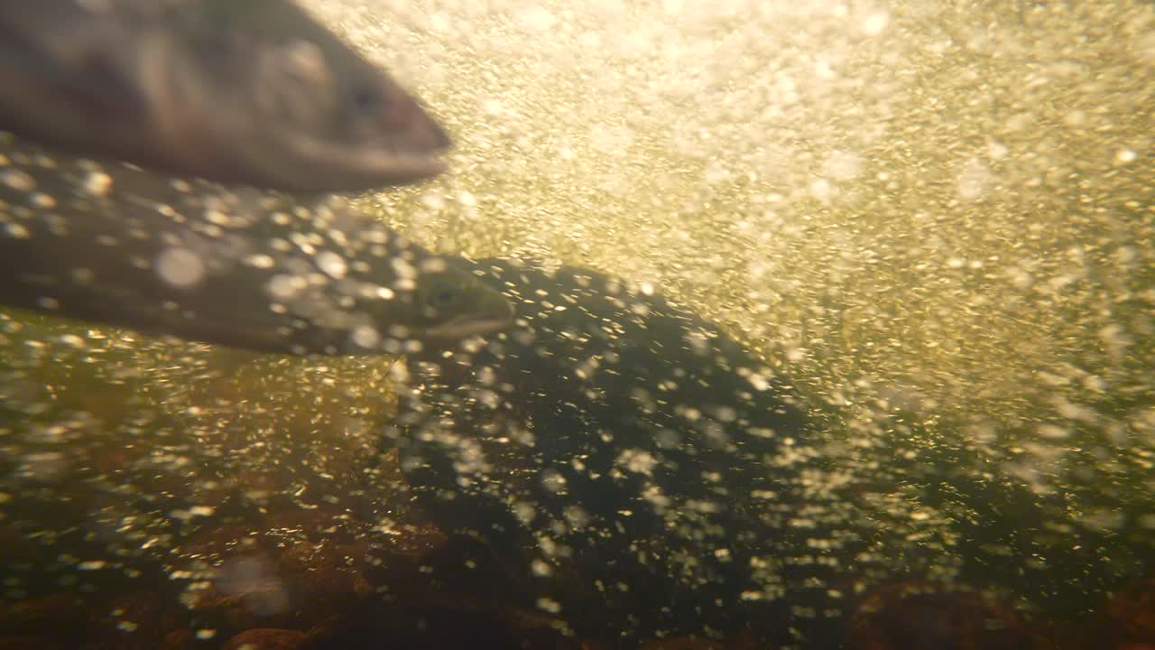 Rainbow trout gracefully swim in a clear freshwater stream, surrounded by bubbles and aquatic plants. Sunlight filters through the water, illuminating their vibrant colors