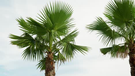 Chamaerops-is-a-genus-of-flowering-plants-in-the-family-Arecaceae