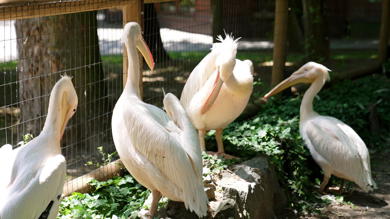 Pelicans gather at the park rock. Five pelicans interact near a rock surrounded by greenery, enjoying a sunny afternoon in the park