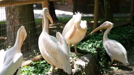 pelicans gather at the park rock. five pelicans interact near a rock surrounded by greenery, enjoying a sunny afternoon in the park