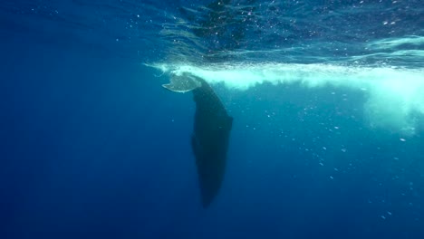 Ballena-Jorobada-Joven-Jugando-En-Aguas-Claras-Alrededor-De-La-Isla-De-Tahití,-Pacífico-Sur,-Polinesia-Francesa