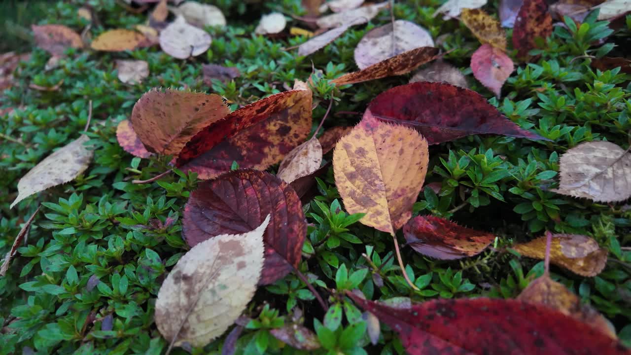 Fallen leaves in vibrant autumn hues of red, orange, yellow, and brown creating a stunning natural carpet over a soft layer of moss
