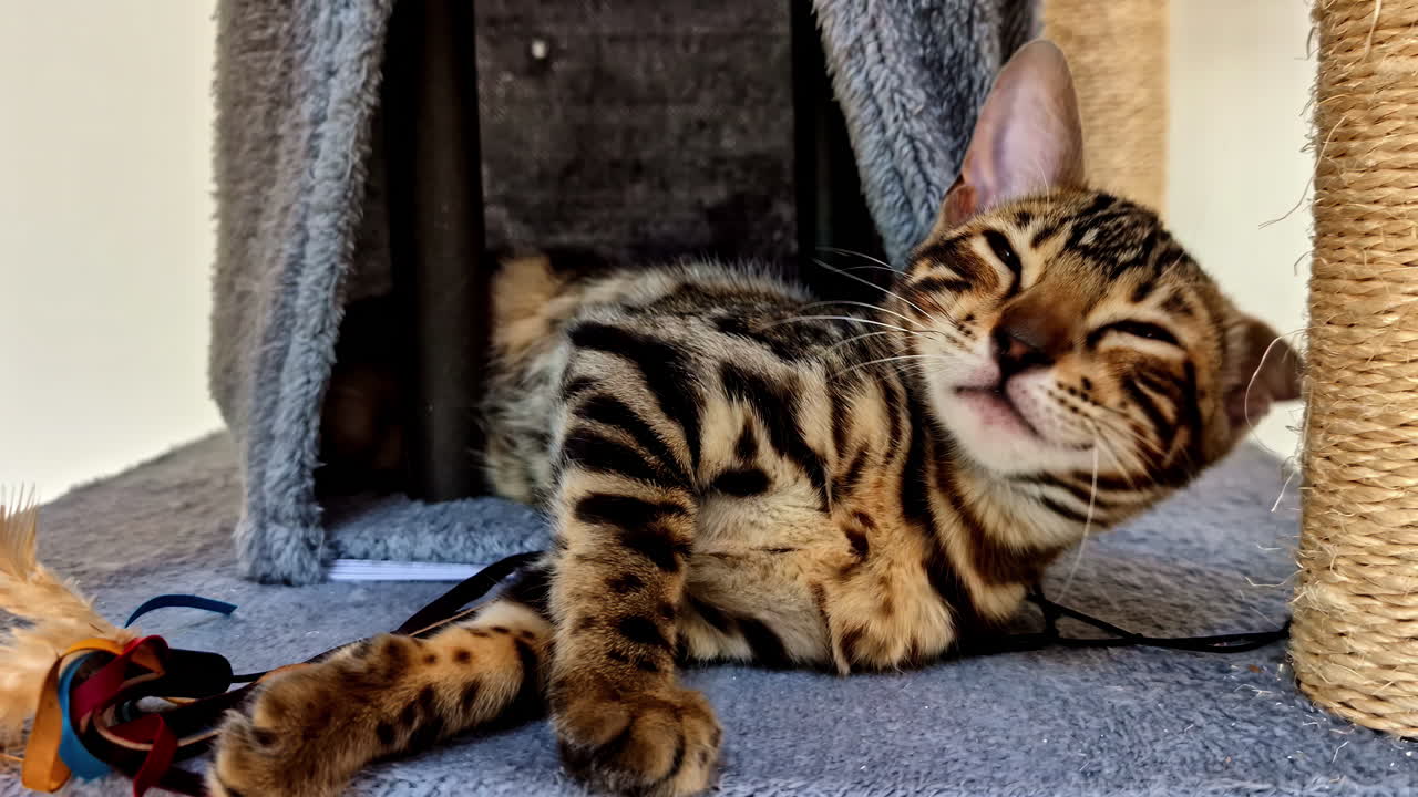 A cute and fierce looking striped cat is in his tent