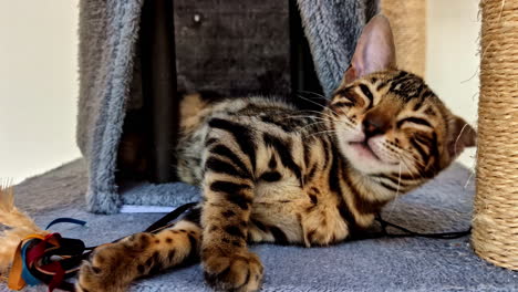 a cute and fierce looking striped cat is in his tent