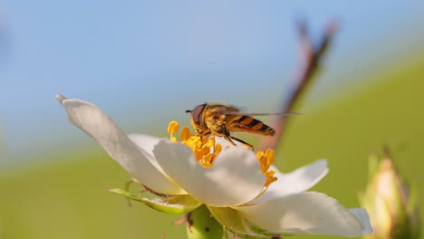 hoverflies, flower flies or syrphid flies, insect family syrphidae.they disguise themselves as dangerous insects wasps and bees.the adults of many species feed mainly on nectar and pollen flowers.