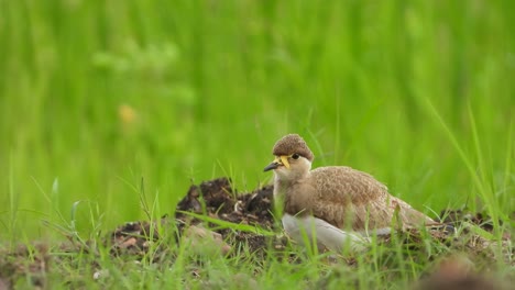 Gelb---Wattled-Female-UHD-MP4-4K.