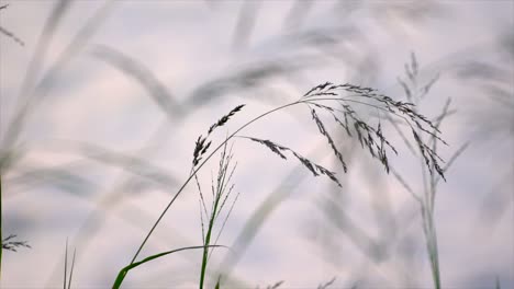 grass-flutters-in-the-air-pawana-lake