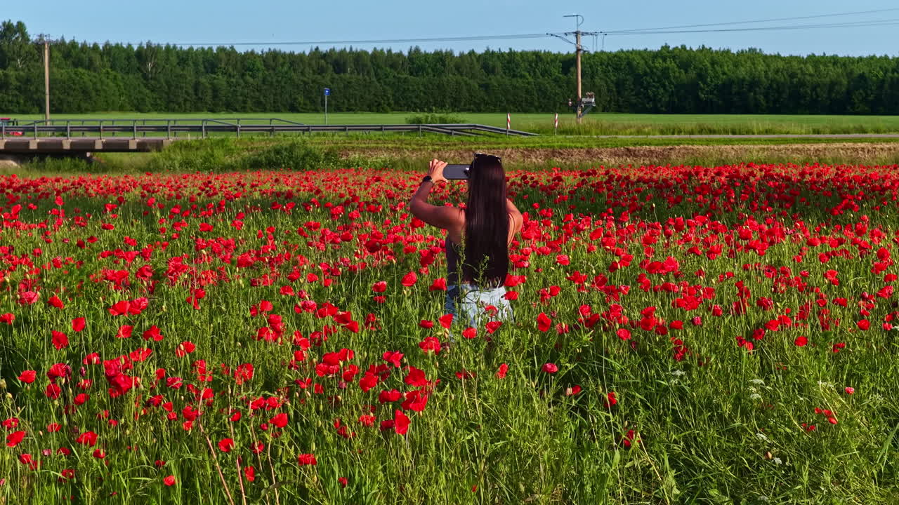 A woman with long dark hair captures photos in a bright red poppy field surrounded by green grass and distant trees in Latvia - parallax shot