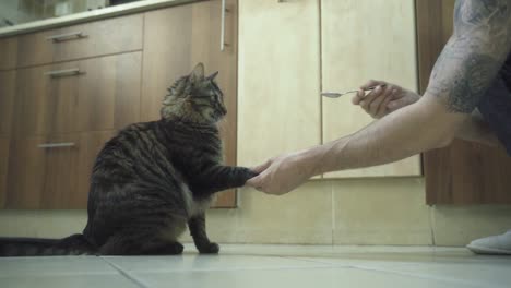 a close up shot of a trained maine coon tiger colors fluffy cat, licks herself, giving a hand to a man with tattoo and getting a spoon with food, brown kitchen closets, home pet, slow motion 4k video