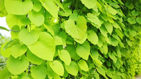 heart-shaped vine leaves shimmer softly in the motionless summer atmosphere