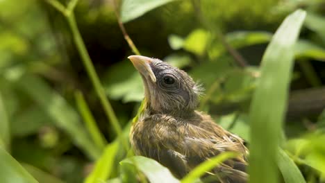 baby bird sitting on the tree - close up