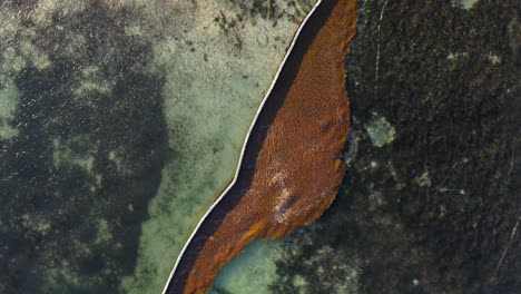 rusty brown seaweed on sea held by floating sea barrier, overhead