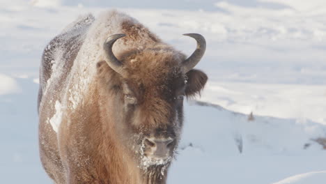 telefoto vista frontal del bisonte europeo de pie en un paisaje blanco nevado