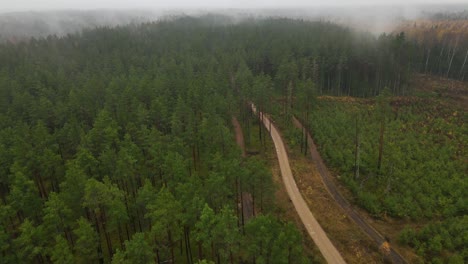 vista al bosque con carretera