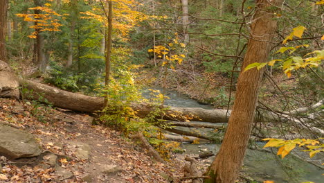 panning shot of peaceful river flowing along autumnal vivid forest, wilderness landscape