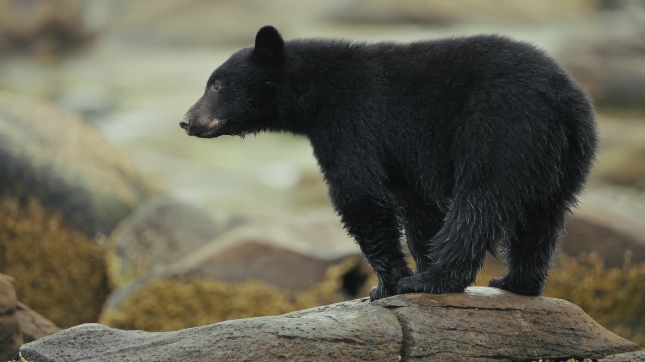 Orso nero americano in piedi su una roccia con il pelo leggermente bagnato. Ursus Americanus a Port Hardy, Canada. Scatto ravvicinato