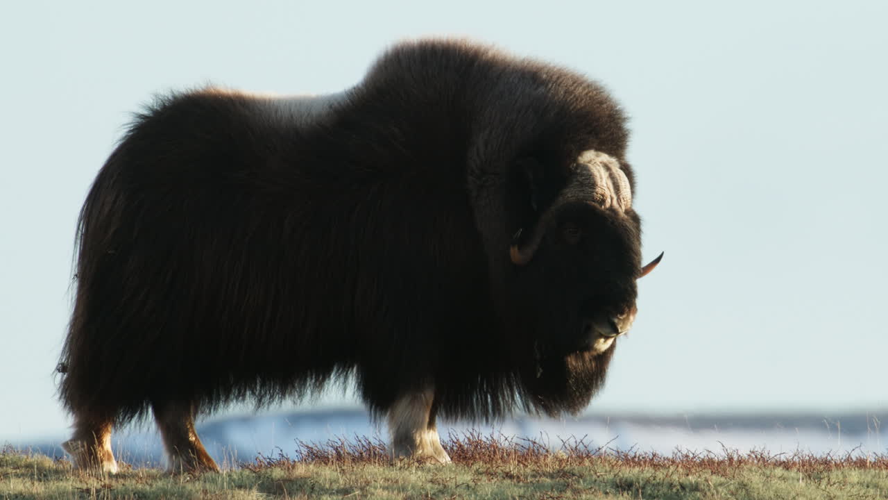 Medium shot, side view, musk oxen bull with face in sunset glow look at camera