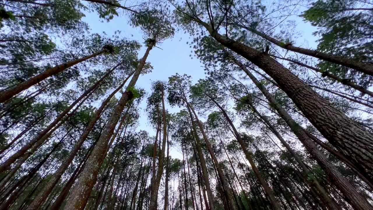Bottom up view of tall trees in the forest swaying on the wind with blue sky