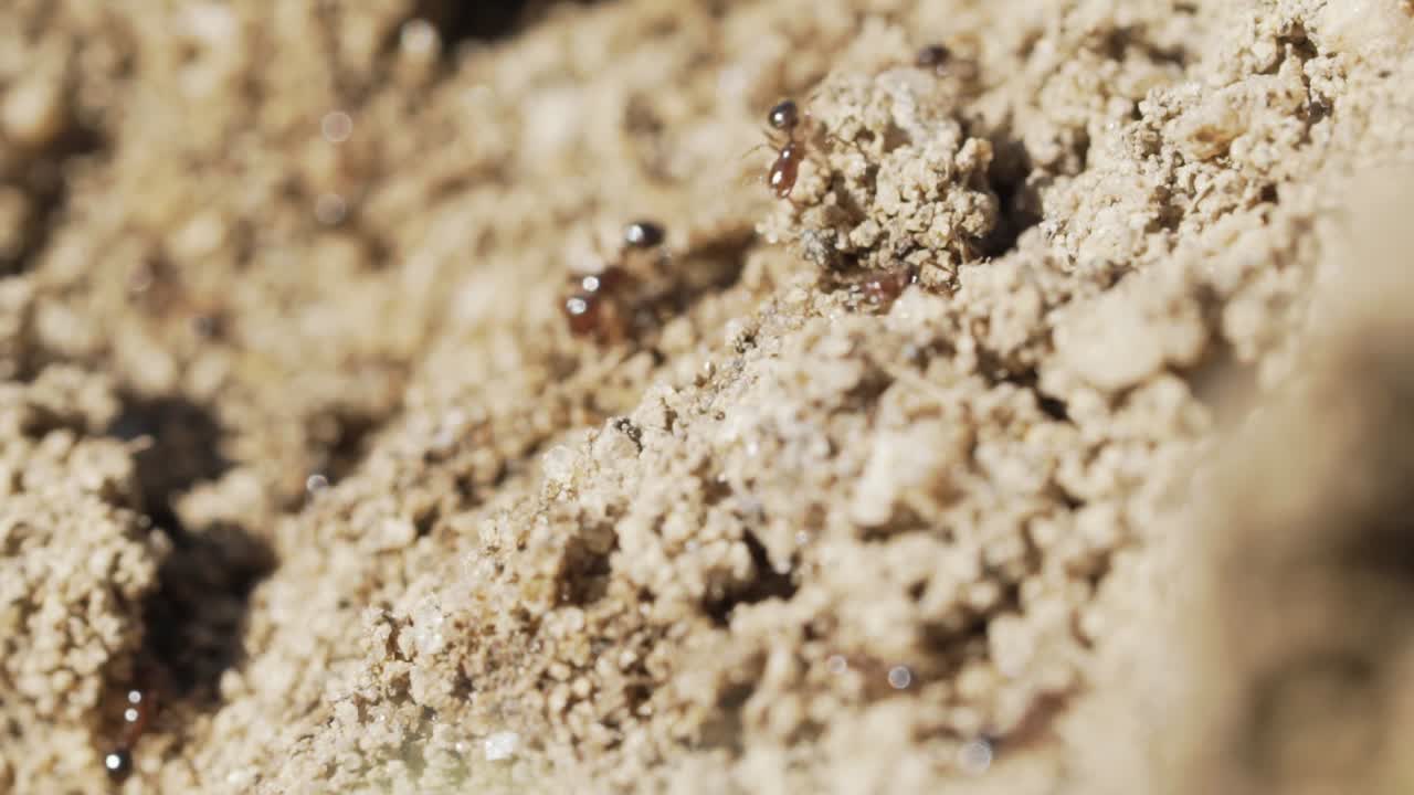 Primo piano estremo di migliaia di formiche di fuoco rosse e marroni che sciamano su un formicaio con profondità di campo ridotta, al rallentatore.
