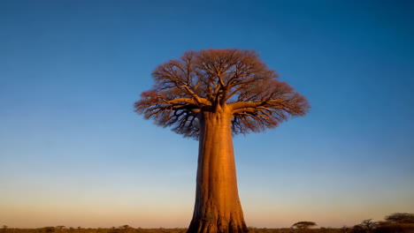 majestic baobab tree against a gradient sky at sunset