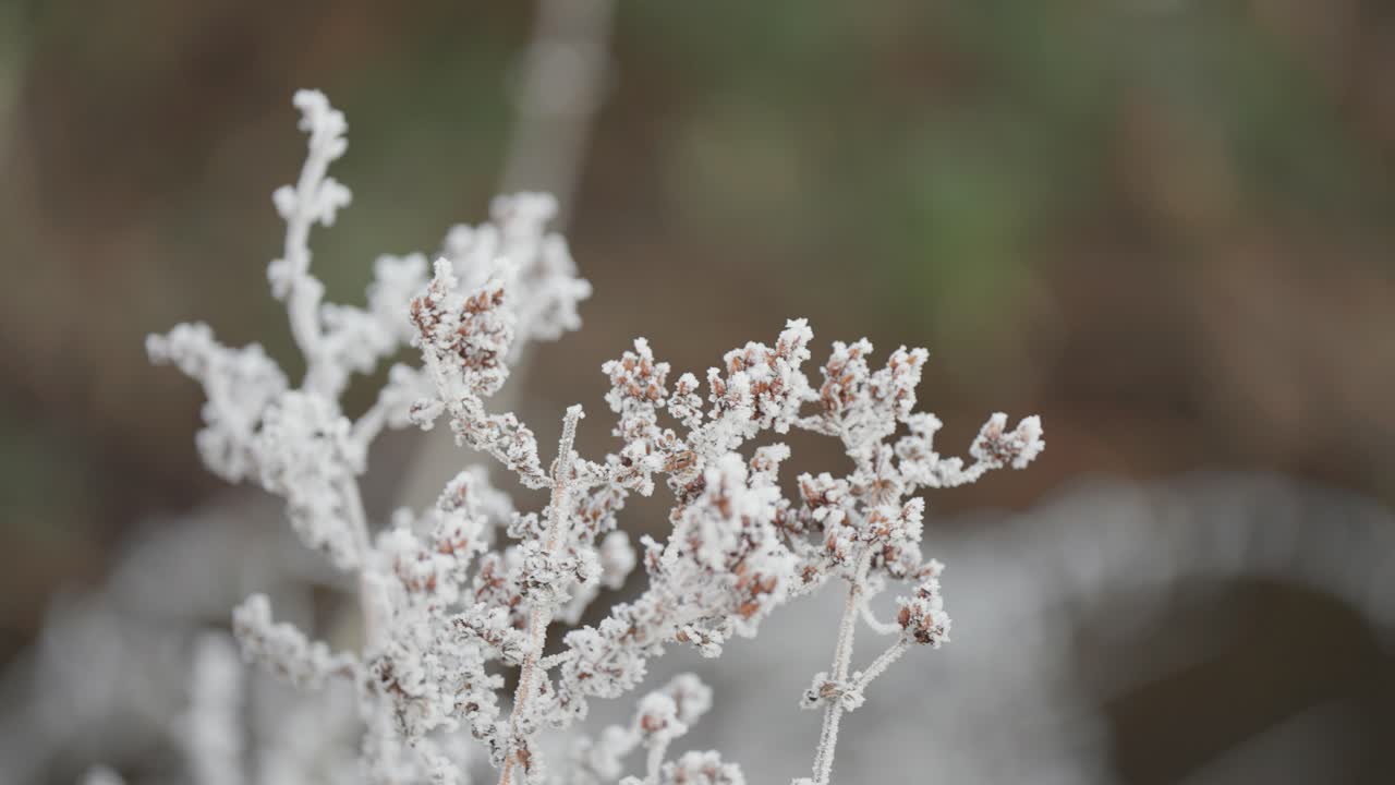 Delicate latice of the hoarfrost on the withered plant in the winter garden. Parallax shot. Blurry background