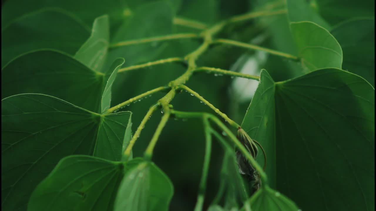 은 잎의 클로즈업