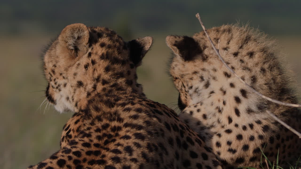 Close-up of Cheetahs Grooming and Bonding in Savanna