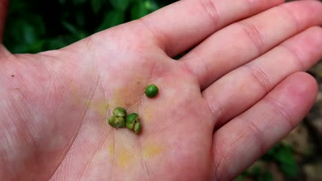 palm of a hand exposing some green pepper small balls before turning into red