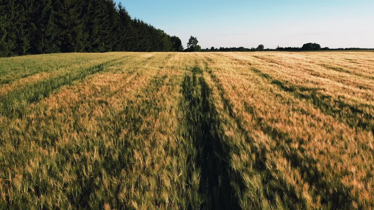 Low aerial drone shot dollying forward above a picturesque cornfield with a view of the nearby forest