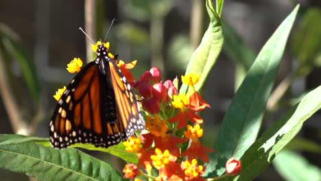 mariposa monarca sobre algodoncillo nativo. vista súper cercana