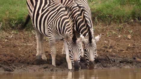 three zebra drinking from muddy african pond are suddenly spooked