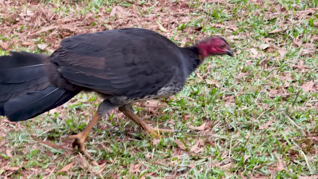 Australian brush turkey searches ground for food, natural daylight, handheld camera, grassy forest floor