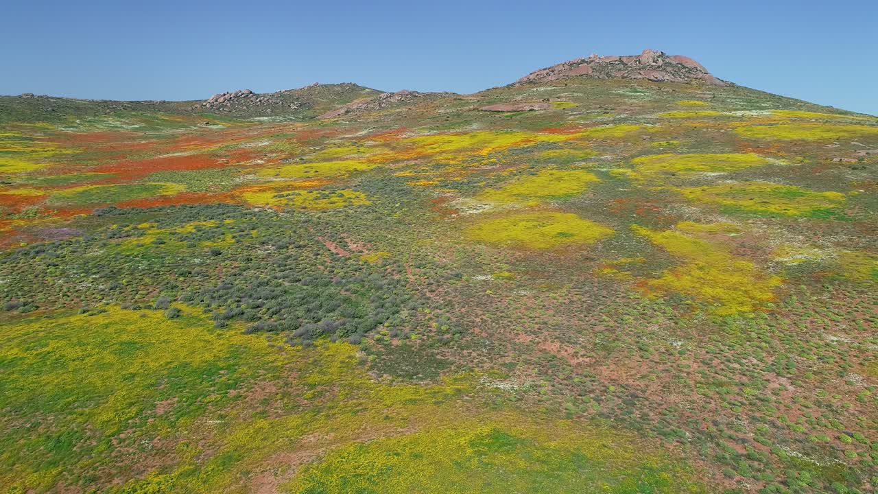 남아프리카 공화국 북부 케이프 주 나마 ⁇ 랜드 의 화려 한 화려 한 일 년 야생 꽃 의 공중 사진